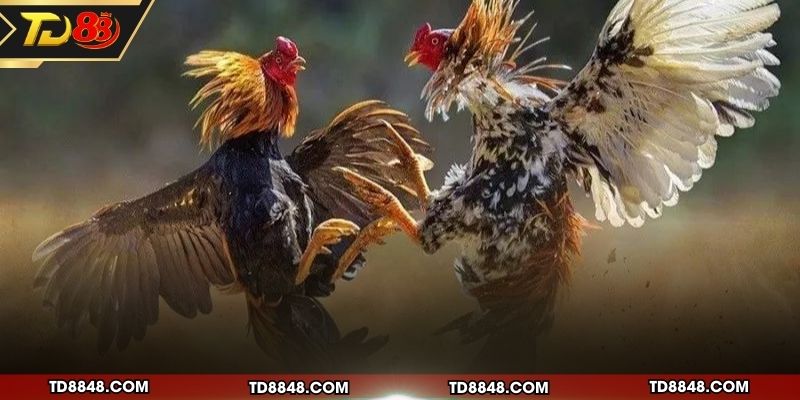 Các hình thức thi đấu gà chiến phổ biến