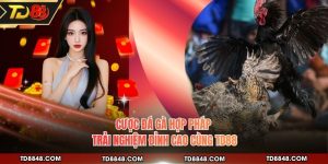 Cược Đá Gà Hợp Pháp - Trải Nghiệm Đỉnh Cao Cùng TD88