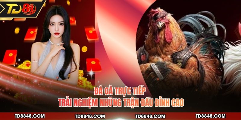 Đá Gà Trực Tiếp - Theo Dõi Những Trận Đấu Kinh Điển
