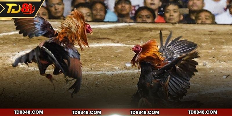 Giới thiệu chung về bộ môn đá gà trực tiếp