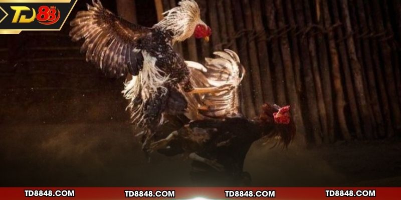 Khám phá sơ lược về hình thức đá gà Thomo