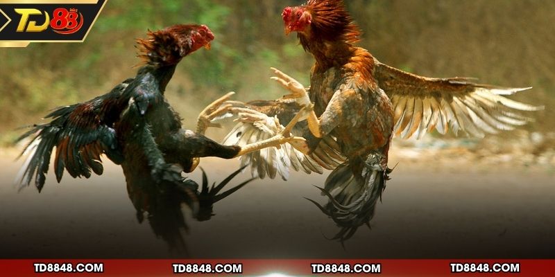 Những ưu điểm khi xem gà chọi online tại nhà